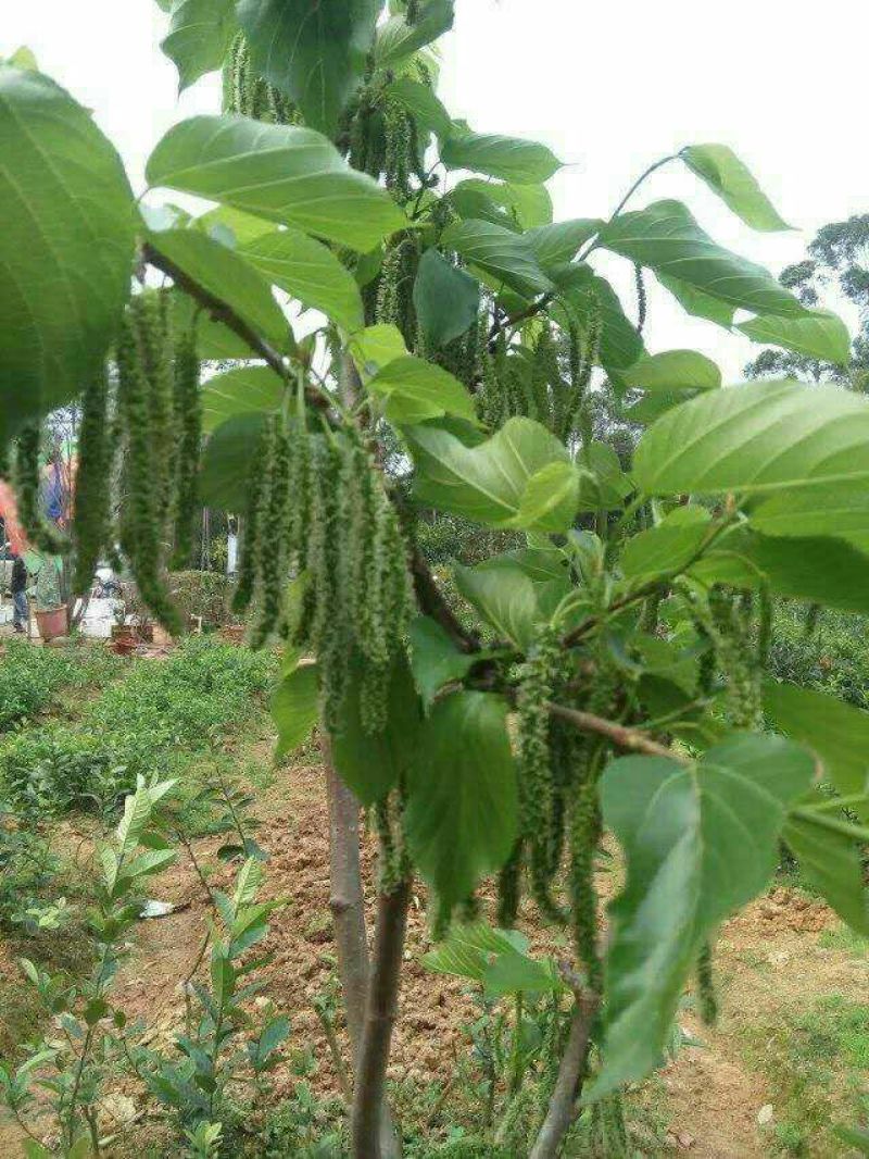 桑树苗50cm