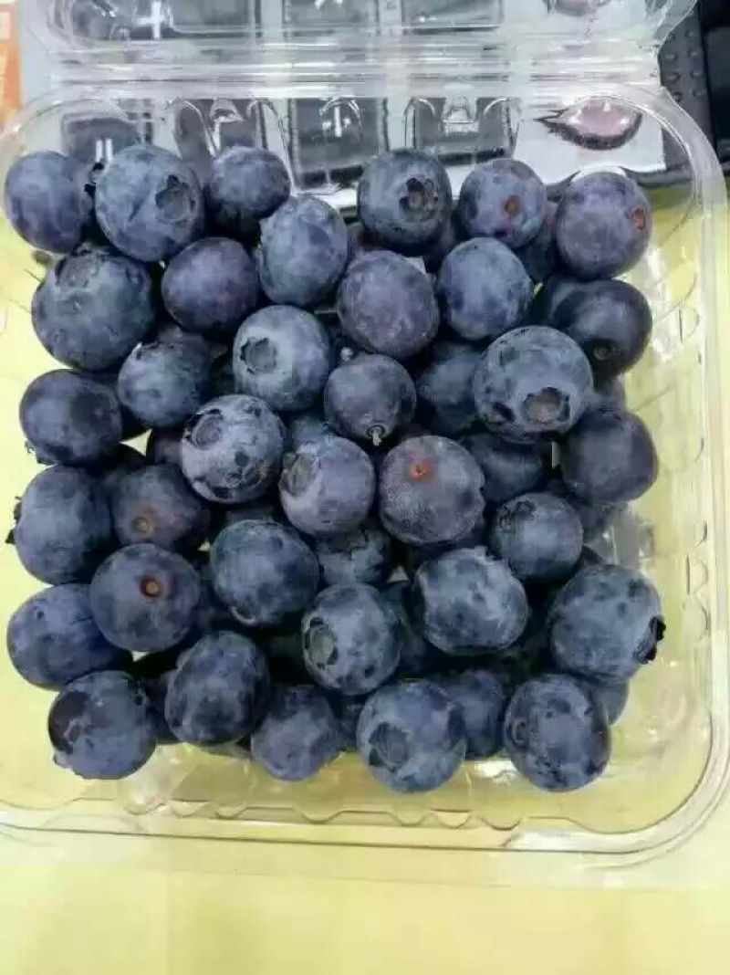 蓝莓8~10mm以上