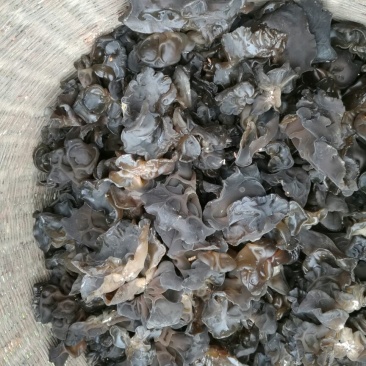 干木耳特级