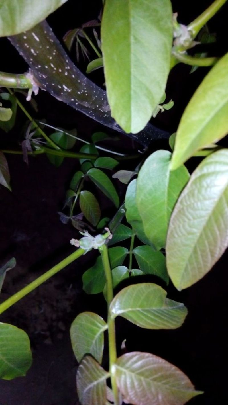 薄皮核桃30mm以上青皮