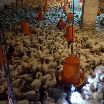 白凤乌鸡苗1斤以上
