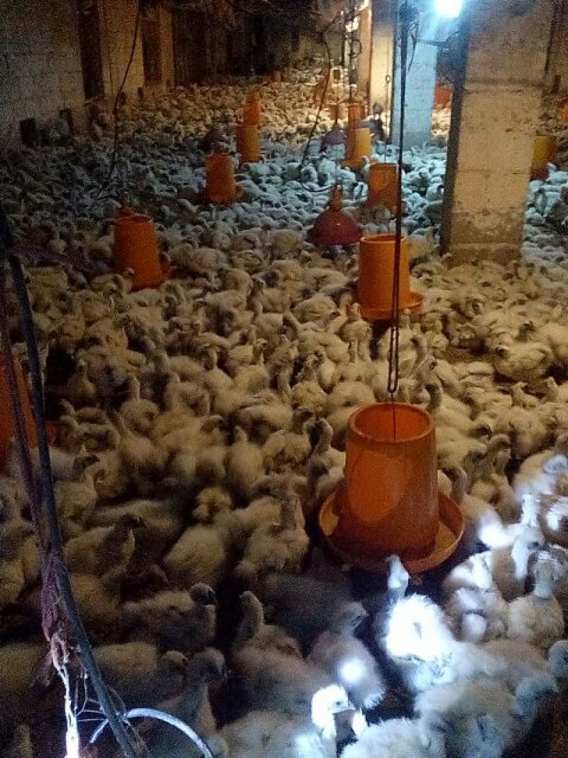 白凤乌鸡苗1斤以上