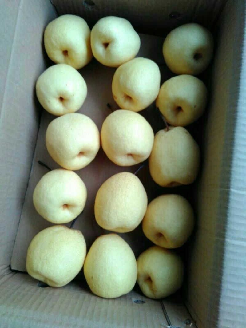 【精品推荐】山西优质酥梨，口感甘甜，大量现货量大从优