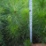 马尾松树苗30~50cm
