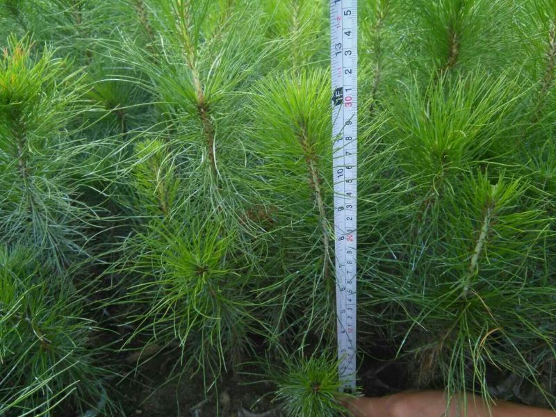 马尾松树苗30~50cm