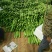 扶绥青皮苦瓜种植面积大质好价优专业代发团队服务