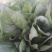 黑叶菠菜