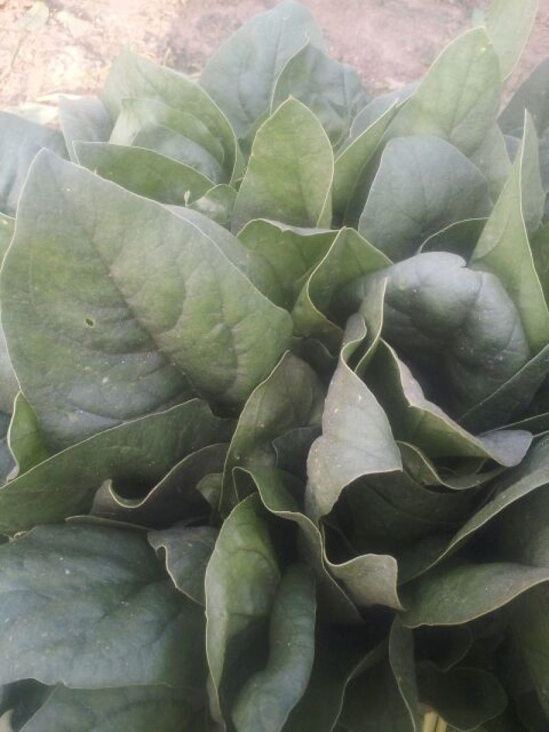 黑叶菠菜