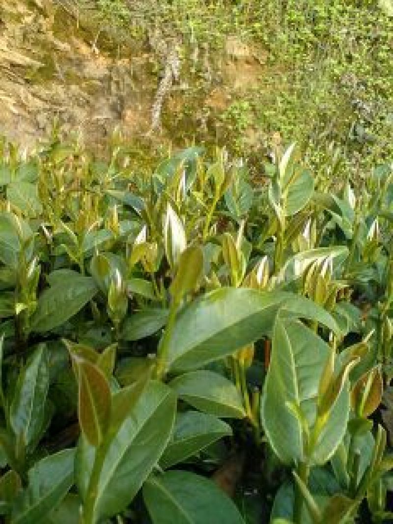 高山雾云茶