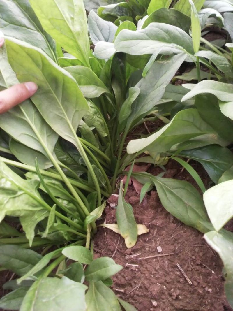小叶菠菜20~25厘米