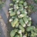 罐萝卜1.5~2斤起