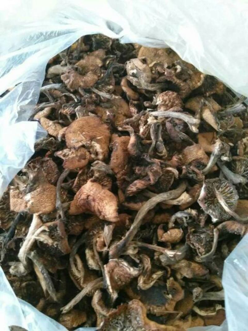 树秋菌一级