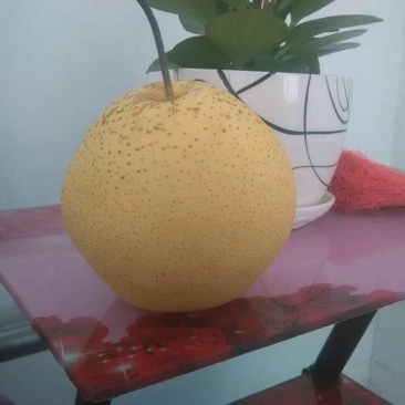 雪花梨