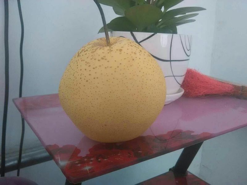 雪花梨