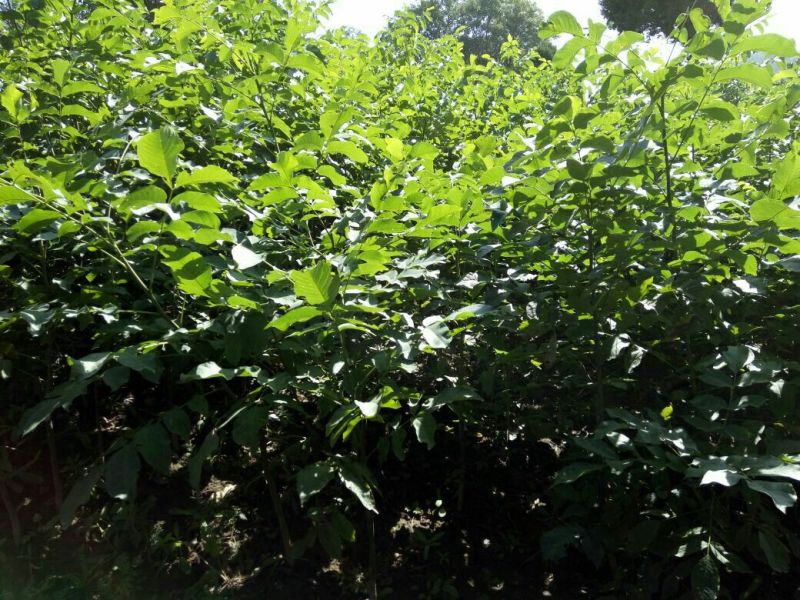 核桃苗50~100cm二年苗