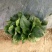 大叶菠菜20~25厘米