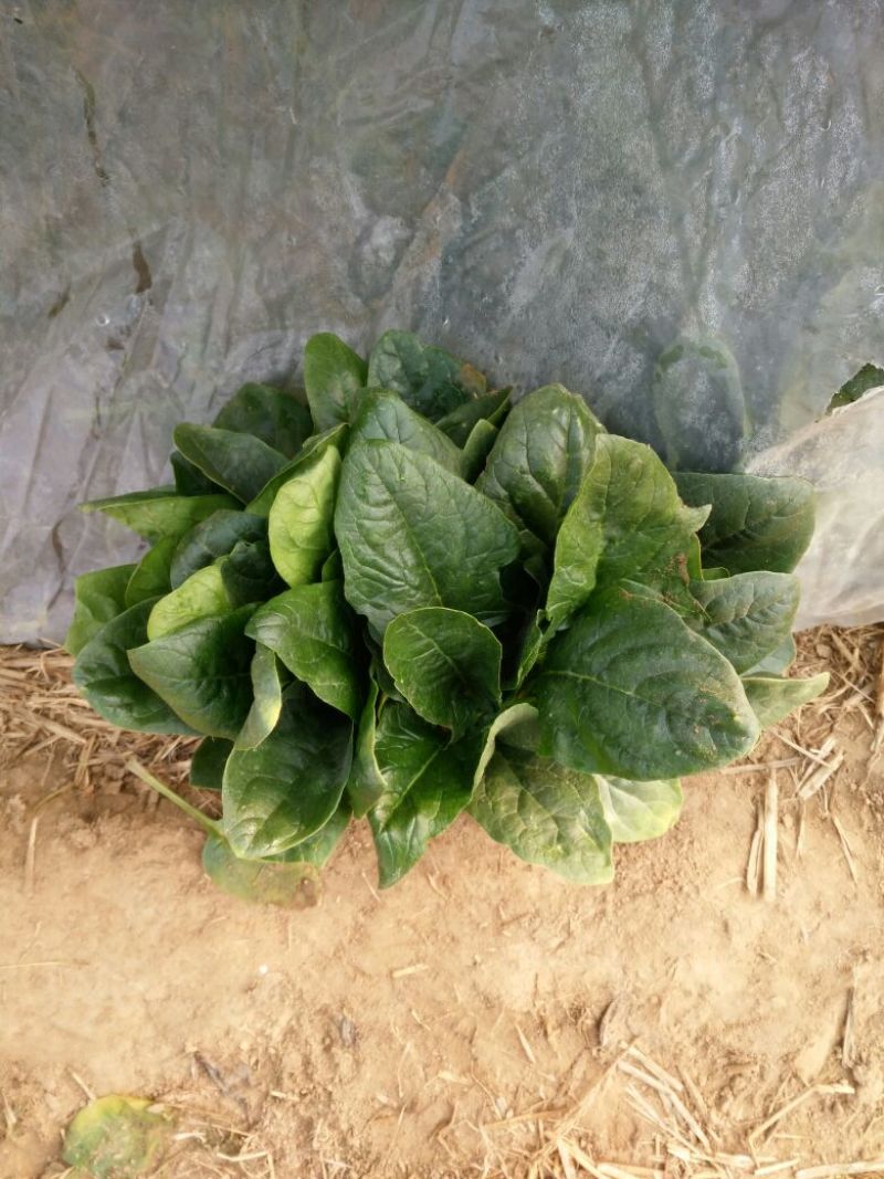 大叶菠菜20~25厘米