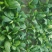 大叶菠菜20~25厘米