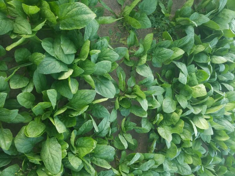 大叶菠菜20~25厘米