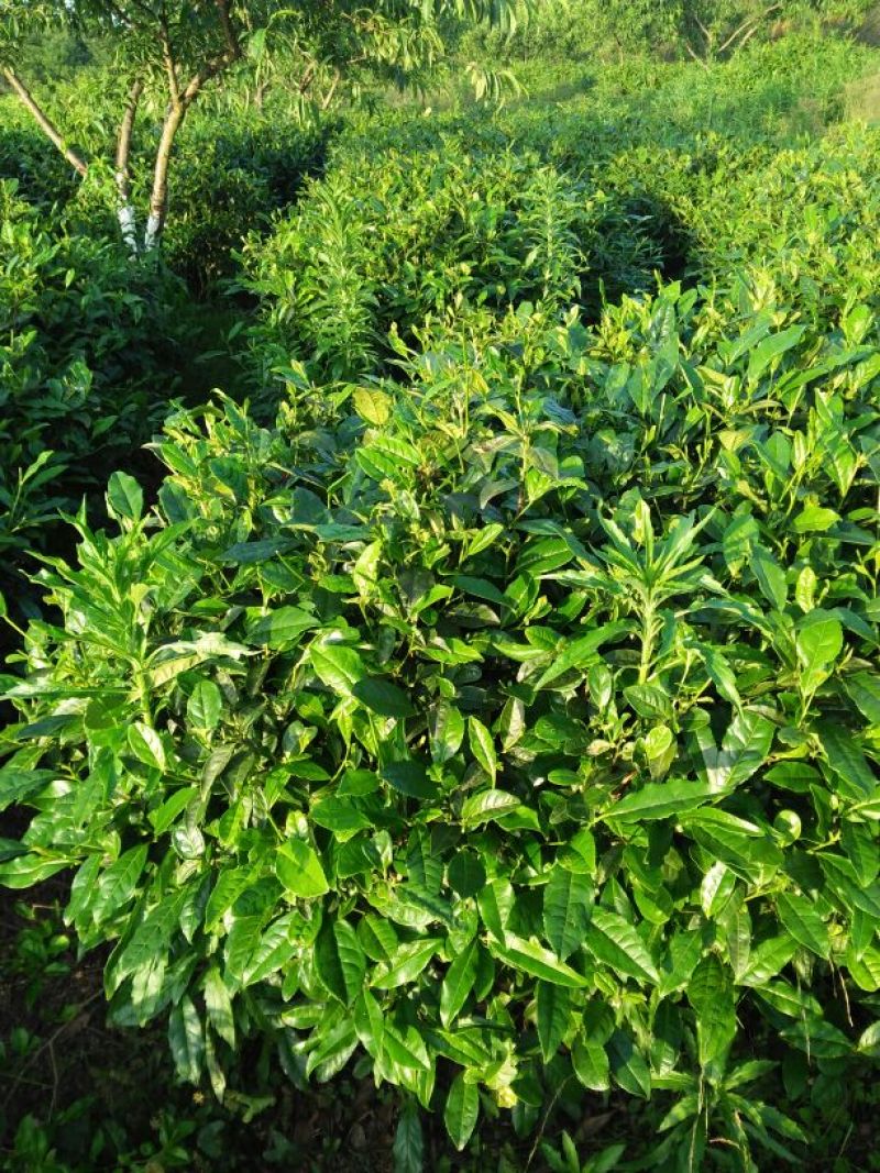 石阡苔茶特级