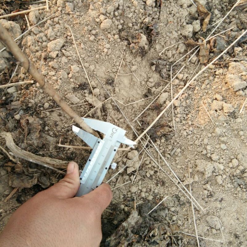 毛桃树0.5cm以上1.5~2米可嫁接