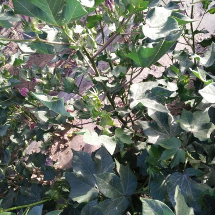 新疆阿克苏地区温宿县棉花 28mm 2批发_何云