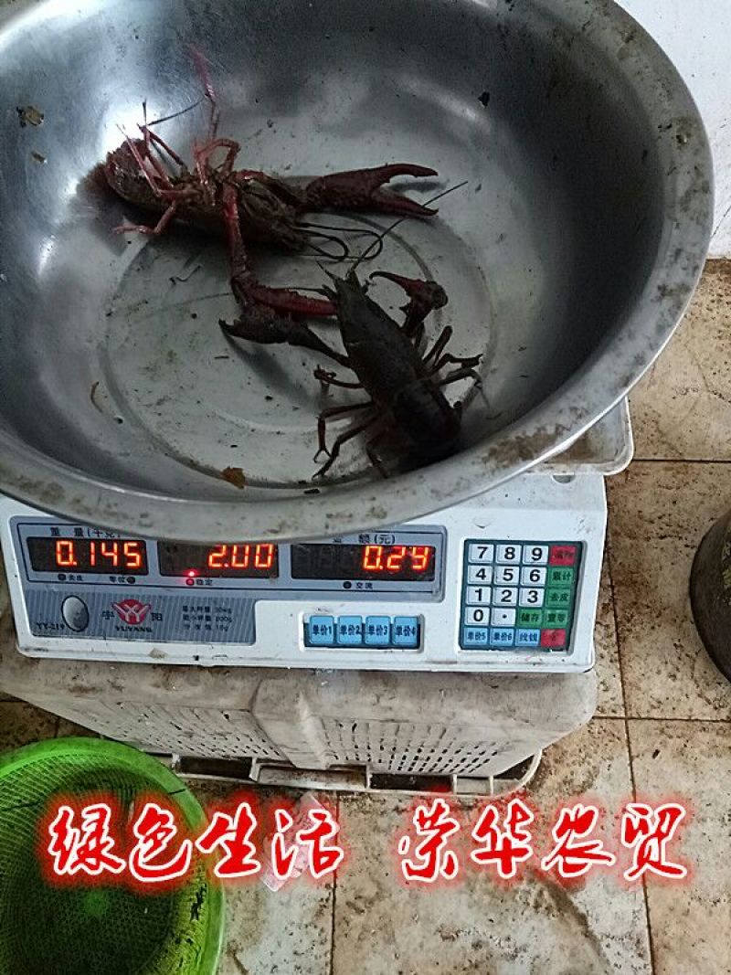 湖南益阳小龙虾食用4~6钱活虾