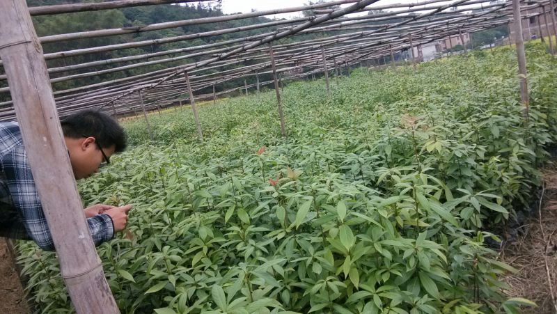 金丝楠木苗小叶桢楠苗出金丝率99%的优质木材