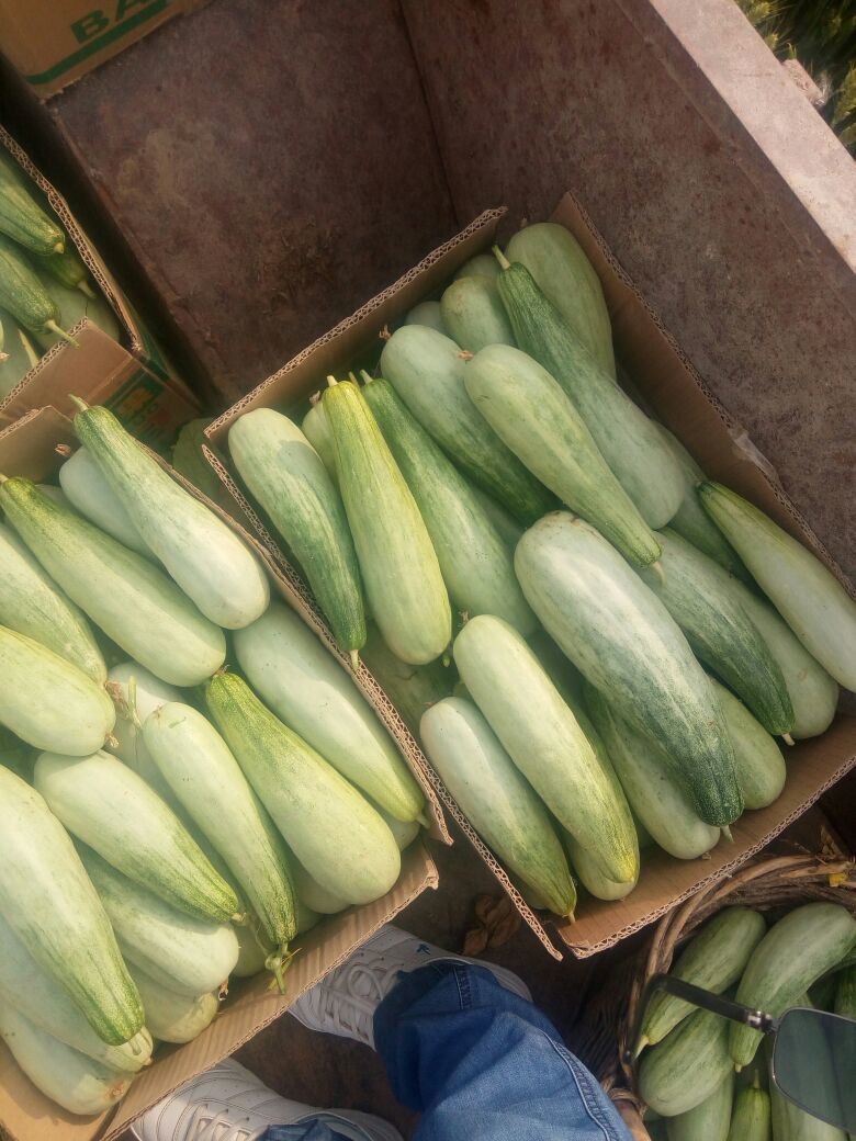 羊角脆甜瓜河南周口市扶沟县_批发_供应-一亩