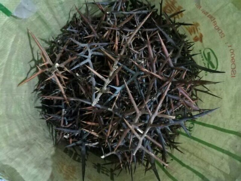 陕西长安皂角刺，大刺中刺，量大，质优
