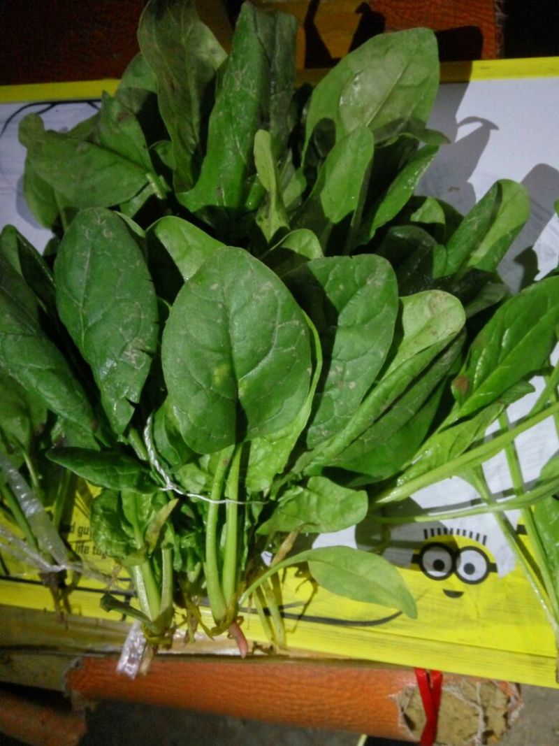 大叶菠菜10~15厘米