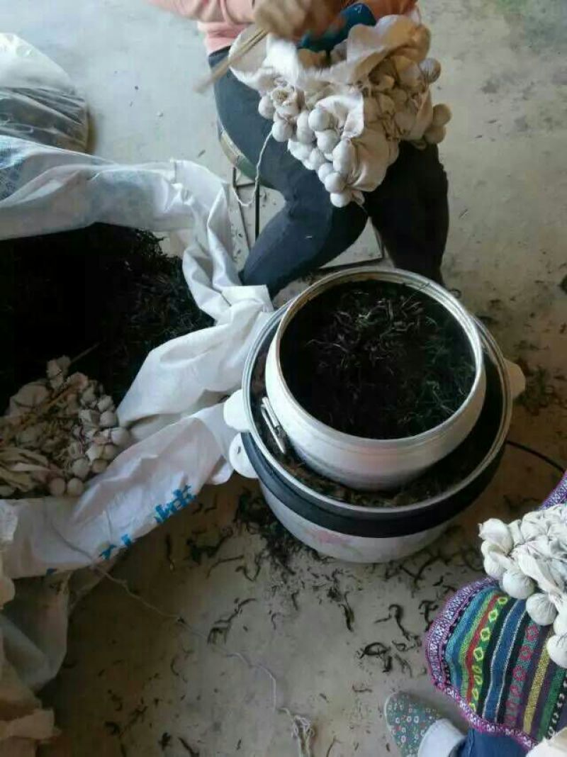 本山茶