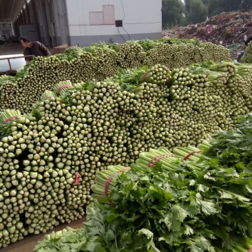 邯郸永年优质特级西芹产地市场直接装货，有专业打包装车人员