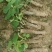 葛根种苗（正宗无渣粉葛苗，免费提供优质贴心的育苗种植技）