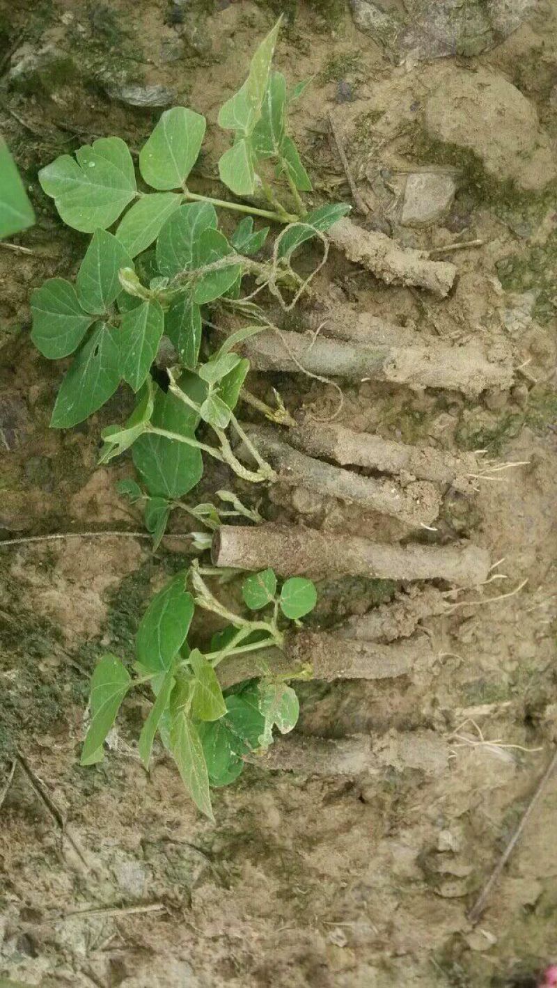 葛根种苗（正宗无渣粉葛苗，免费提供优质贴心的育苗种植技）