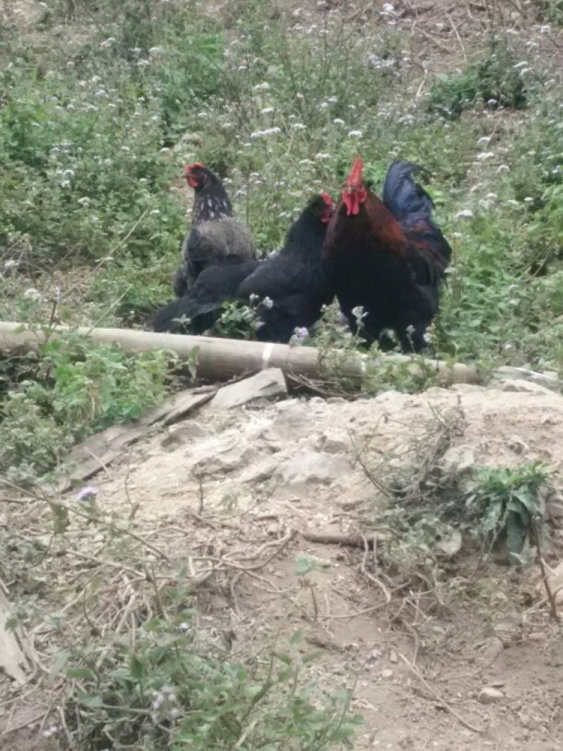 黑鸡