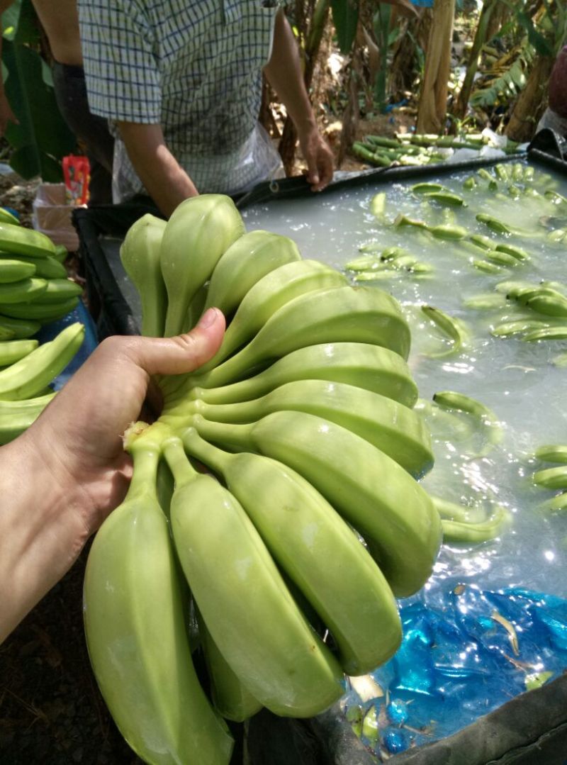 威廉斯香蕉七成熟