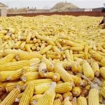 黄玉米20~30%