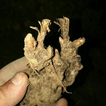 白芍种苗芍药芽头产地共用