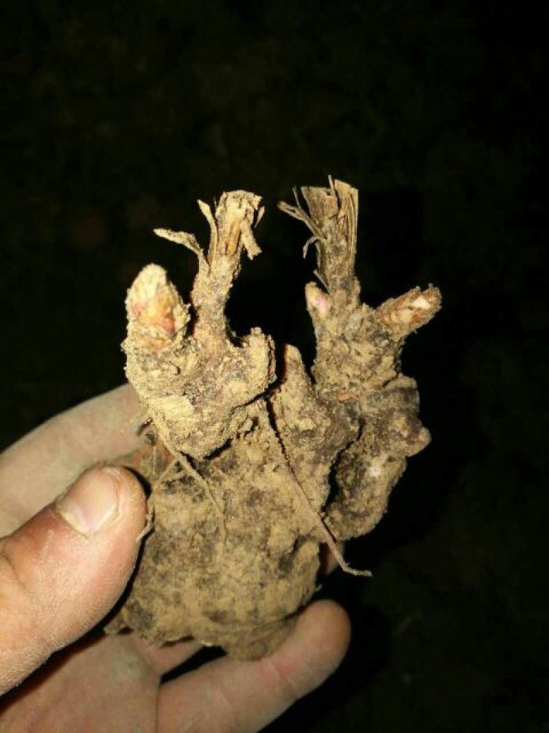 白芍种苗芍药芽头产地共用