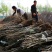 枣树苗40~50cm50~60cm60~70cm