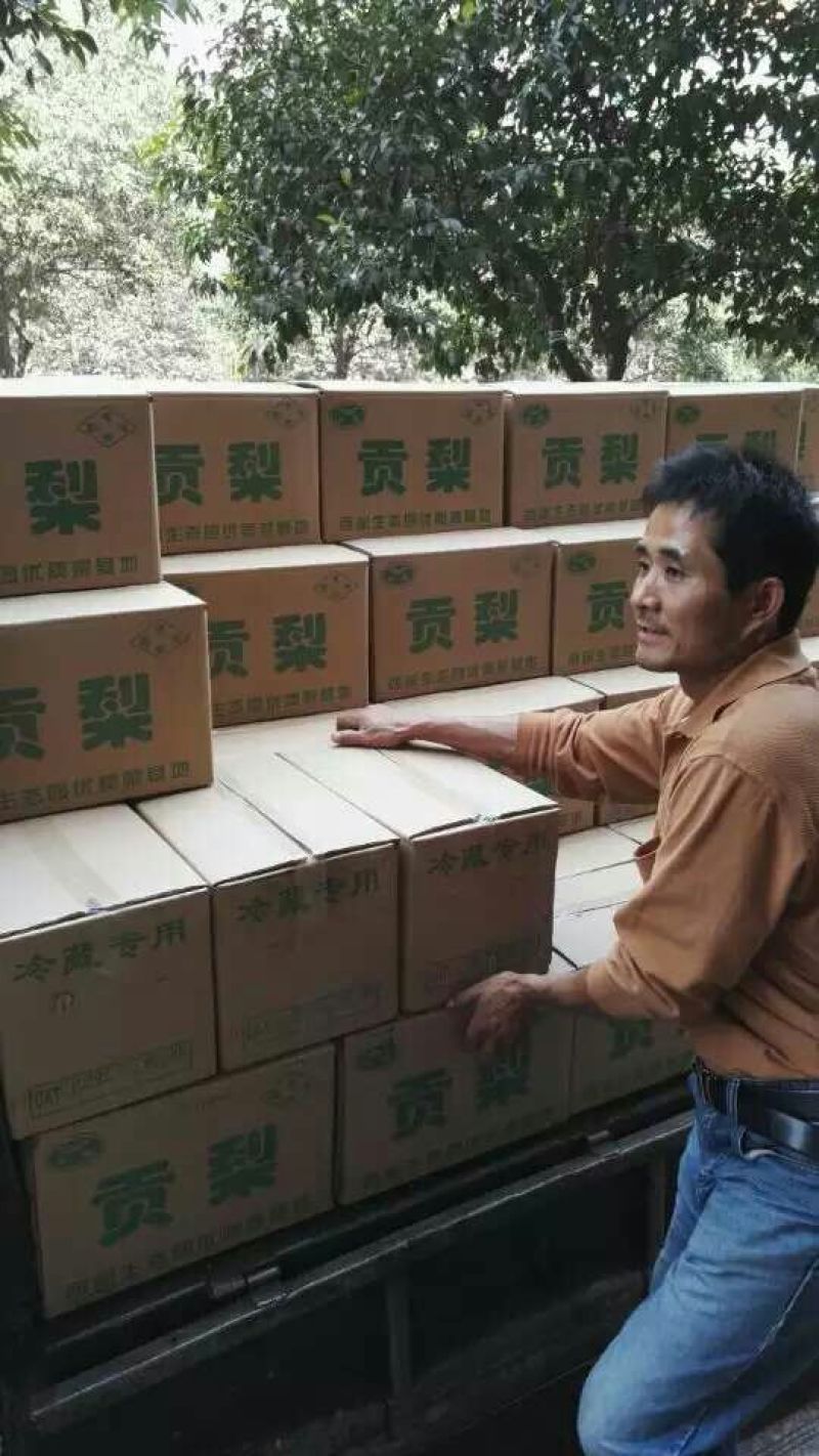 酥梨60~100g纸袋