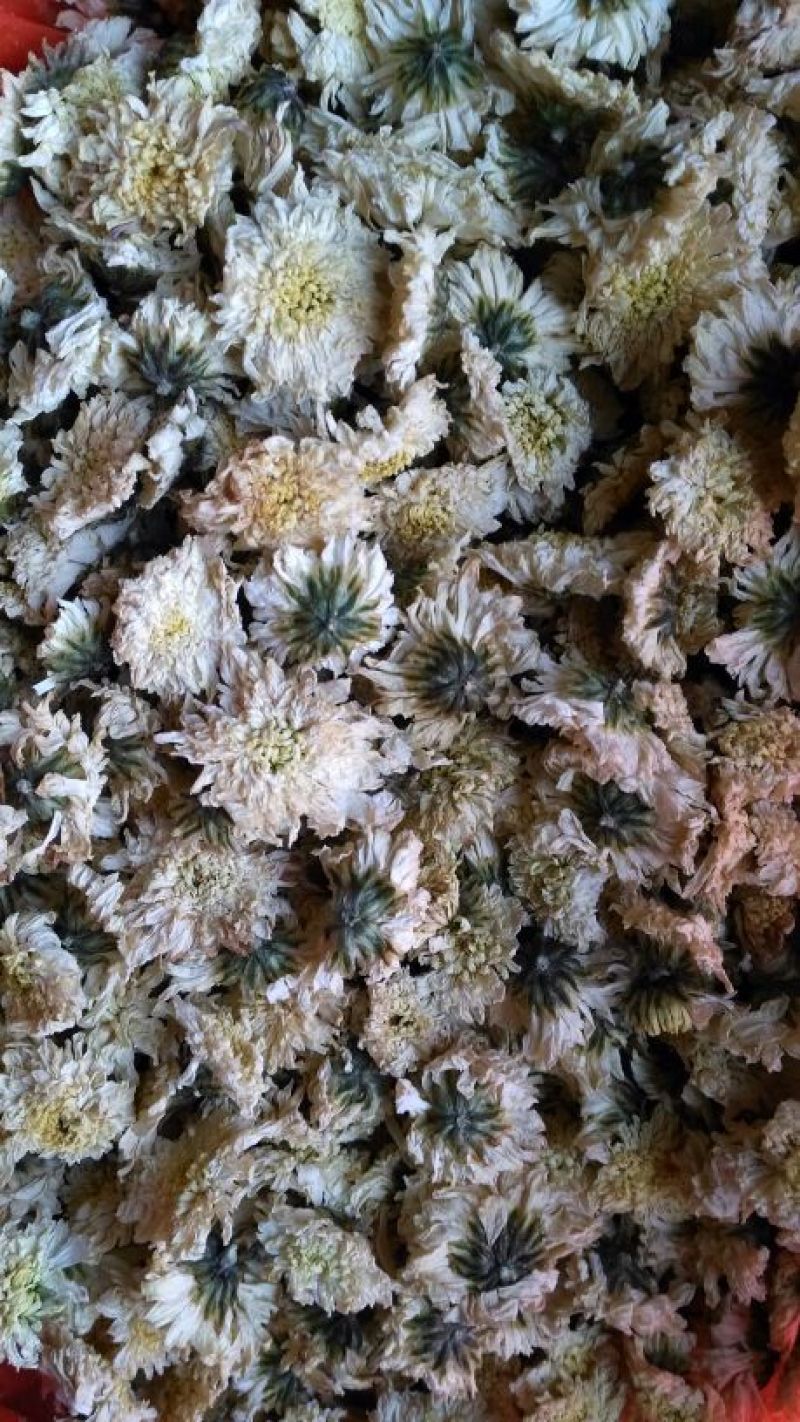 药用菊花散装