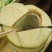 高种椰子3~4斤