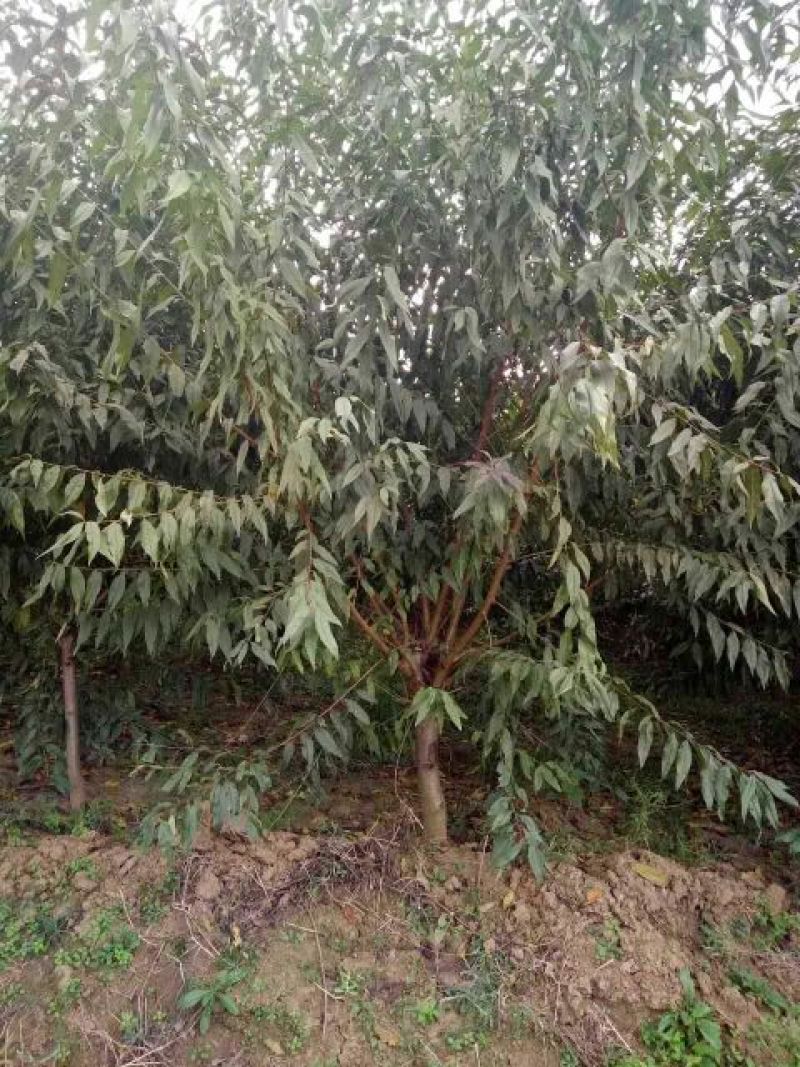 红叶碧桃8~10cm3.5~4米，紫叶碧桃价格