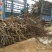 【桃树占地】4公分桃树占地桃树裸根截杆大桃树批发大桃树
