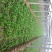 越冬菠菜15~20厘米