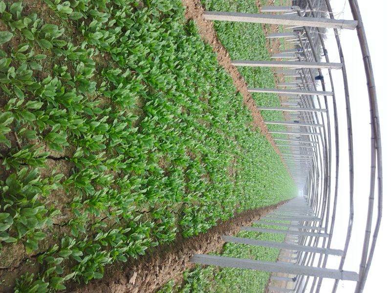 越冬菠菜15~20厘米