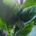 大叶菠菜25~30厘米