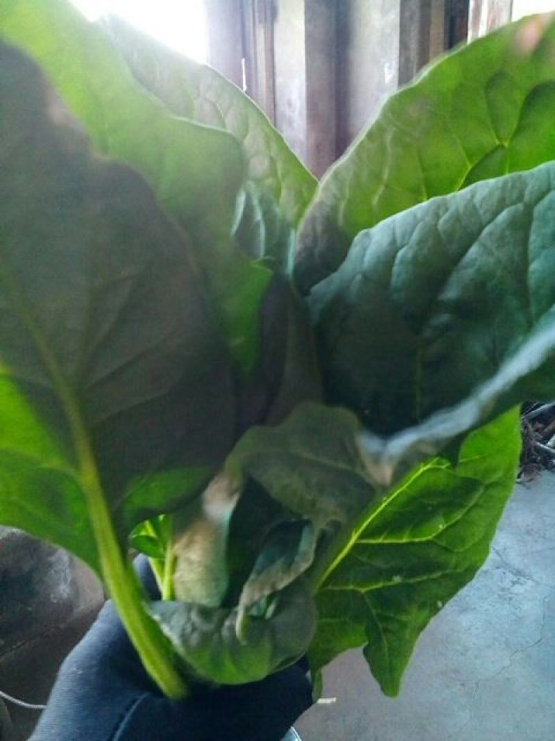 大叶菠菜25~30厘米